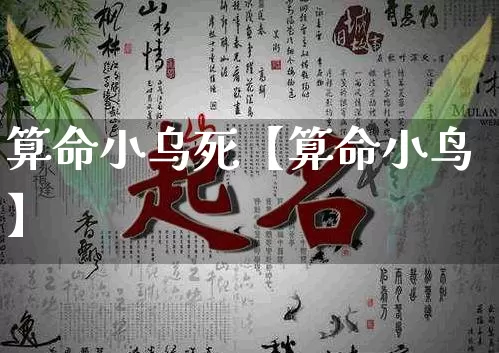 算命小乌死【算命小鸟】_https://www.nbtfsb.com_道源国学_第1张